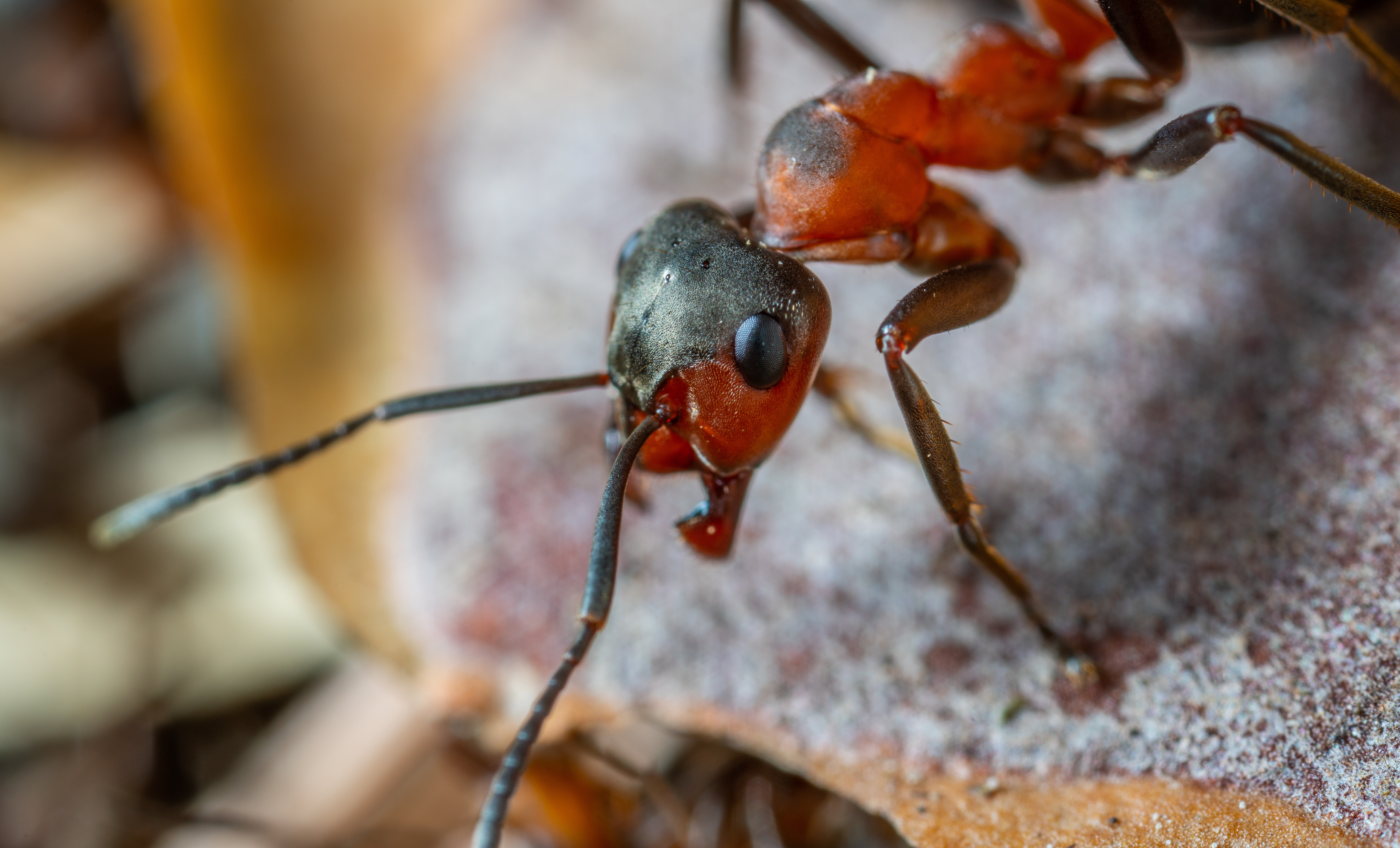 Termites