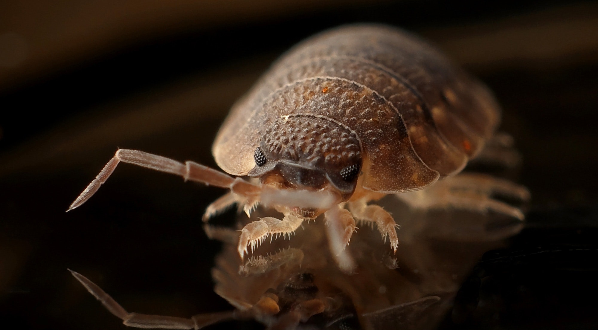 Termites