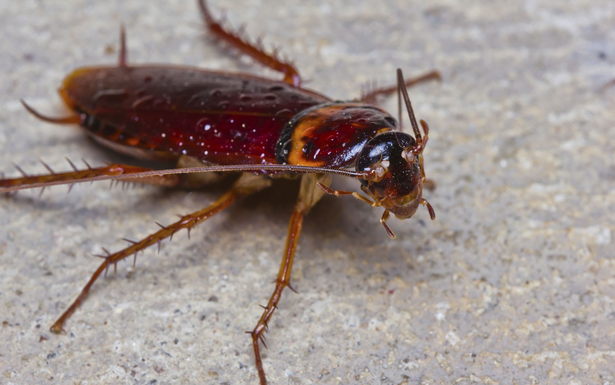 Termites