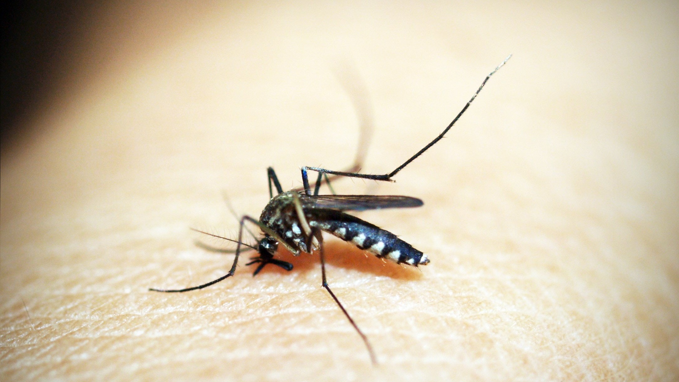 Termites